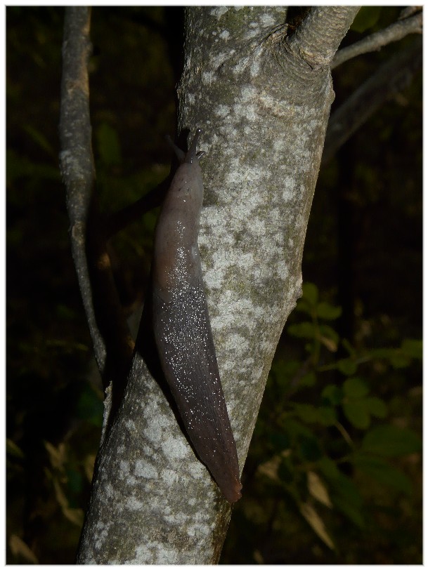 Alcuni Limax millepunctatus dal Gargano (FG)